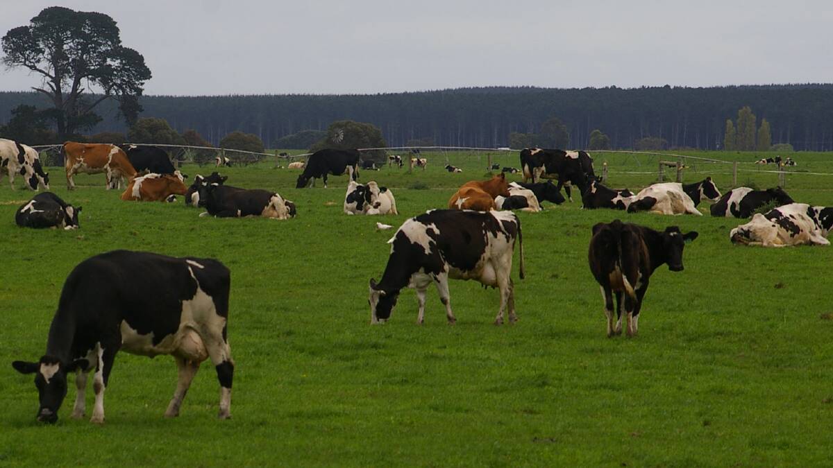 PRODUCTION BOOST: Retaining more older cows could see milk production lift 16 per cent, while providing farmers with 8pc more calves or heifers to sell.
