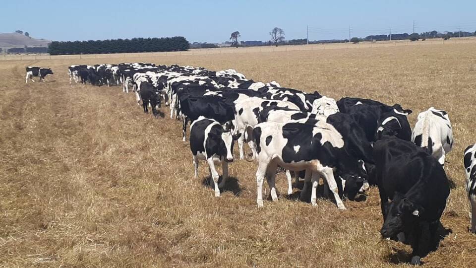 The Conheady operation has heifers from four dairy farms grown out to point of calving on separate dryland property. Picture by Seamus Conheady