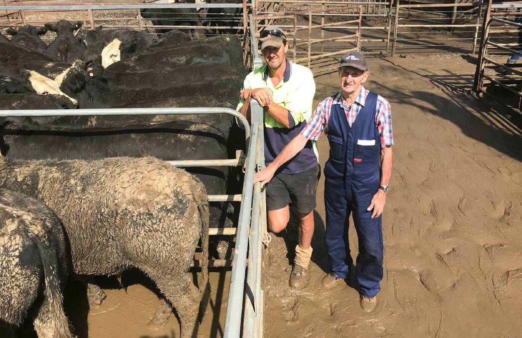 Money in mud: Chris Dalbosco, Eurobin, pictured with his dad John, offered 42 Angus steers, which topped at $1580, or 421c/kg, and 26 heifers at $1460/hd. 
