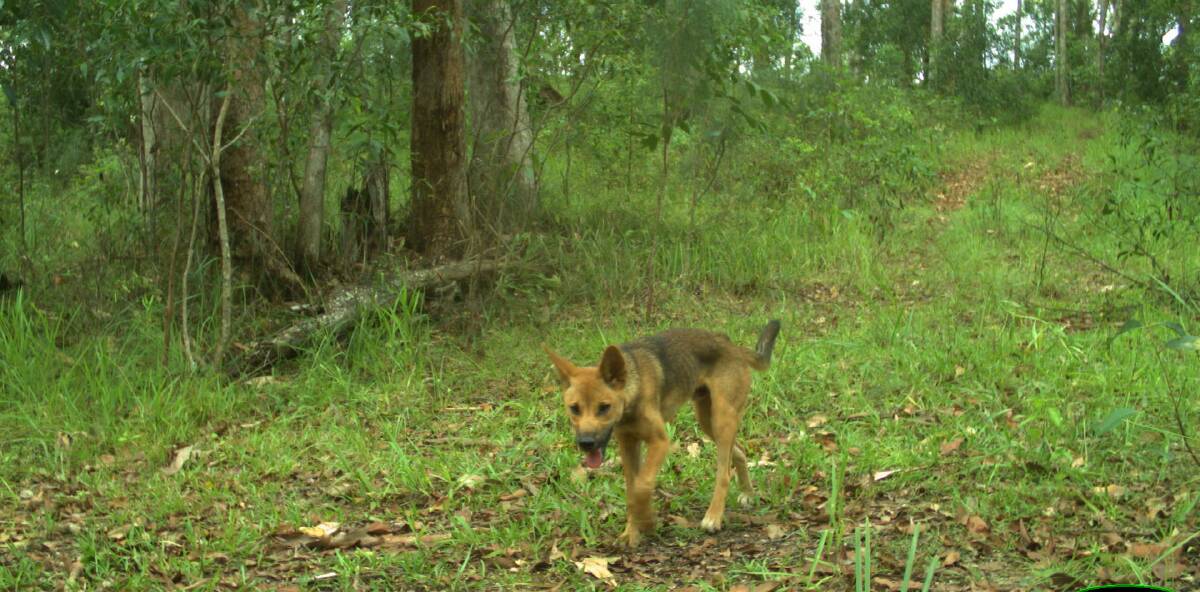 A wild dog captured wandering in urban bushland near to homes and roadsides. Image supplied by Lana Harriott