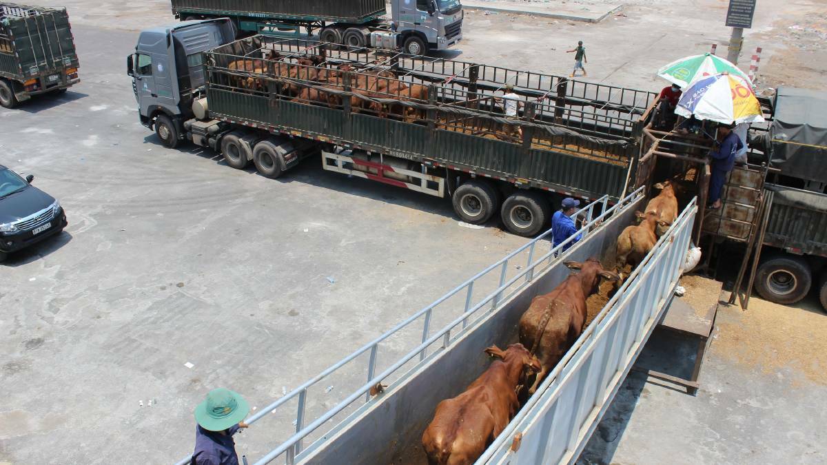 Brett Cattle Co awarded $3m over live export ban