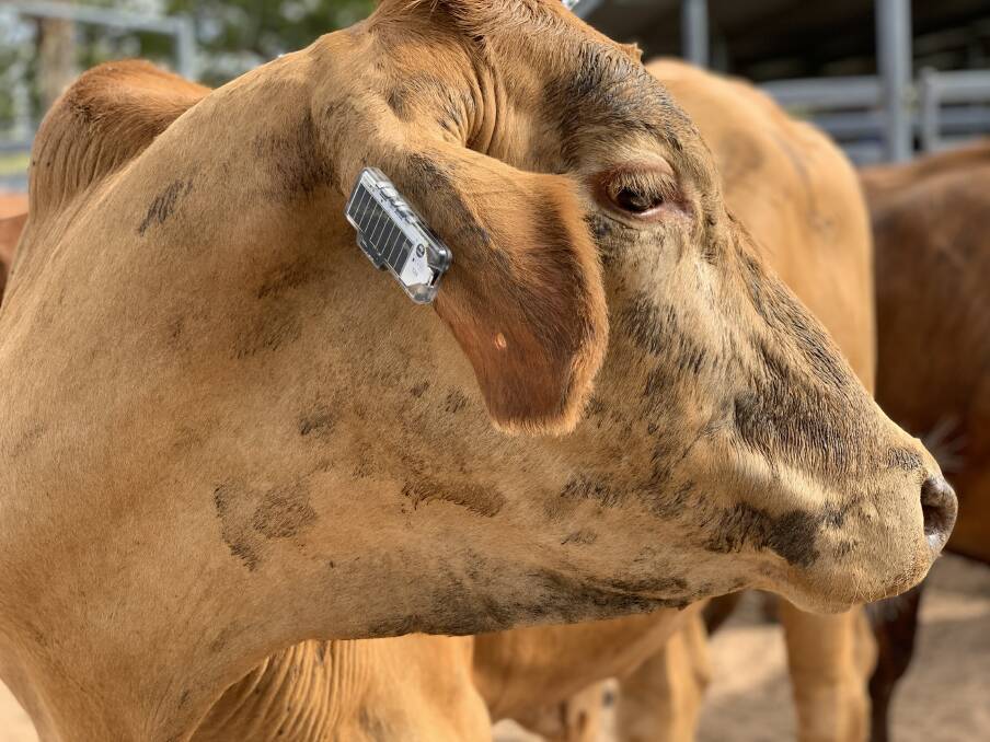 A cow sporting the new CSIRO Ceres Tag.