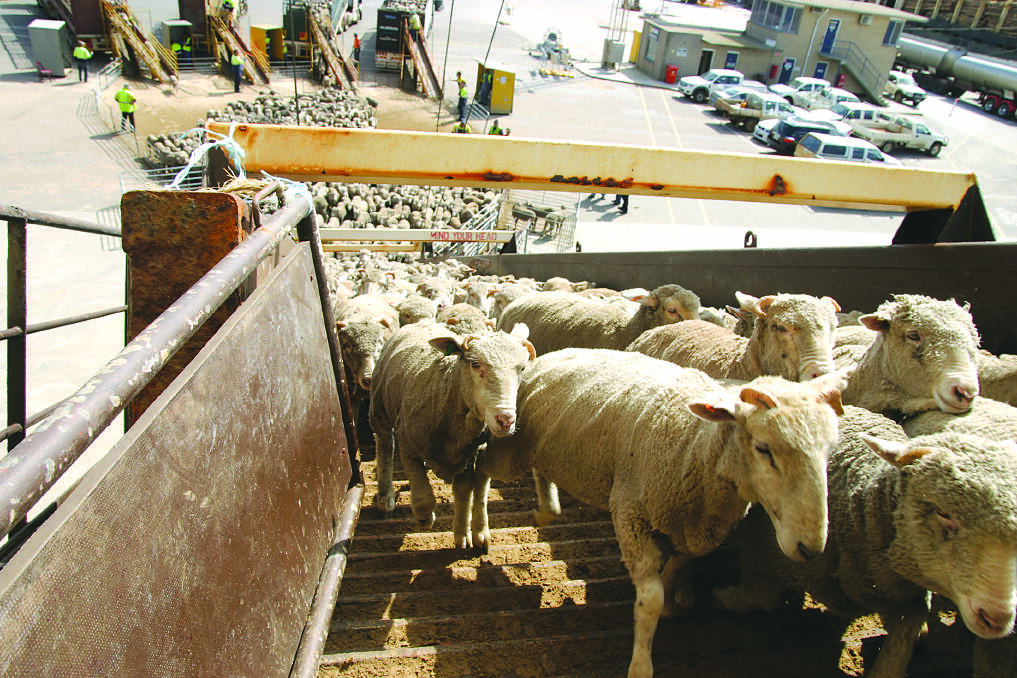 Sheep loading a live export boat in Western Australia. 