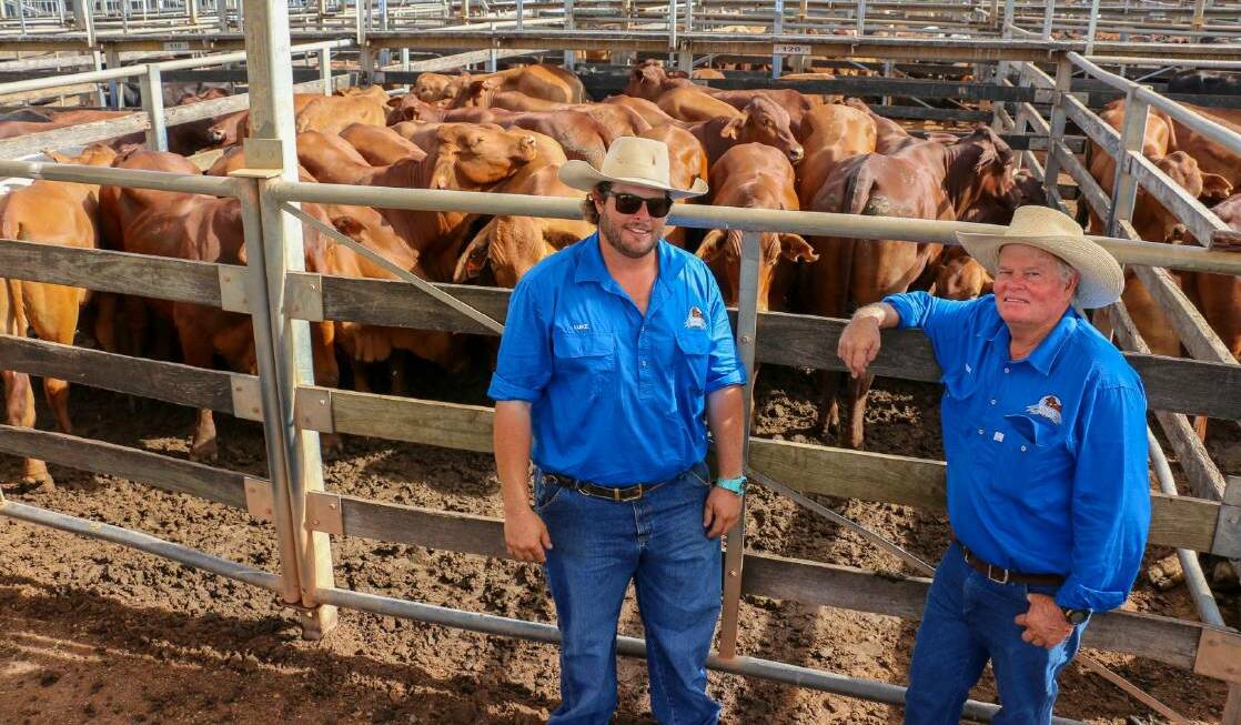 Roma store sale vendors Luke and Peter from Androd, Winton, with a pen of Androd steers that sold to 416c/kg, reaching a top of $1608 to average $1245 on Tuesday. 