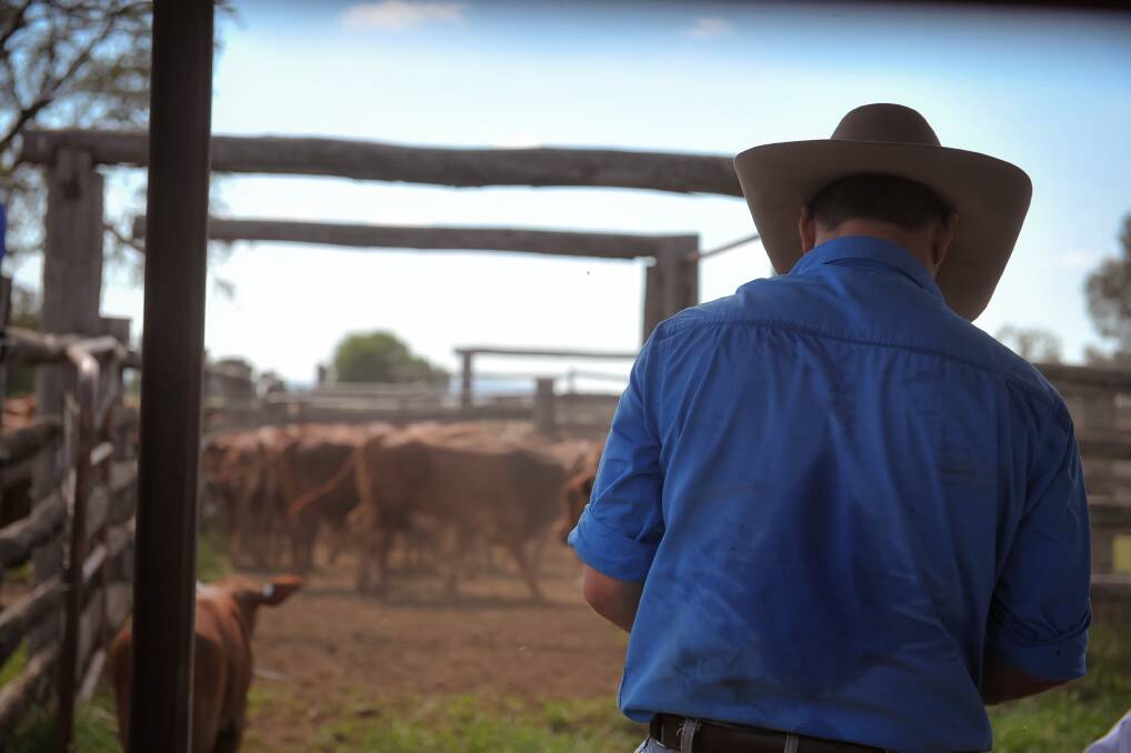 Slow to grow: The penetration of digital technologies within the livestock sector has been slower to evolve than other agricultural industries. 