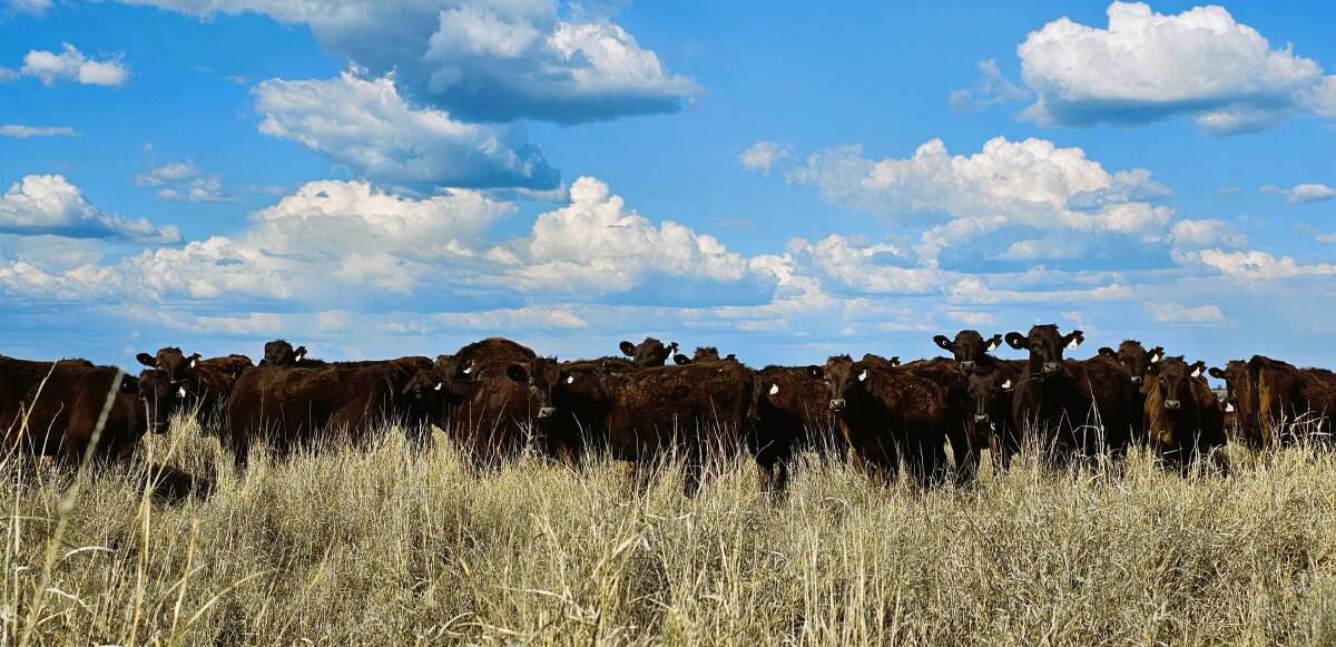 Chiconi Grazing includes commercial and seedstock breeding programs, with the family running the Ausgyu stud, carrying 2500 breeders and producing 1500 feeder steers and heifers for Mort and Co. Picture supplied