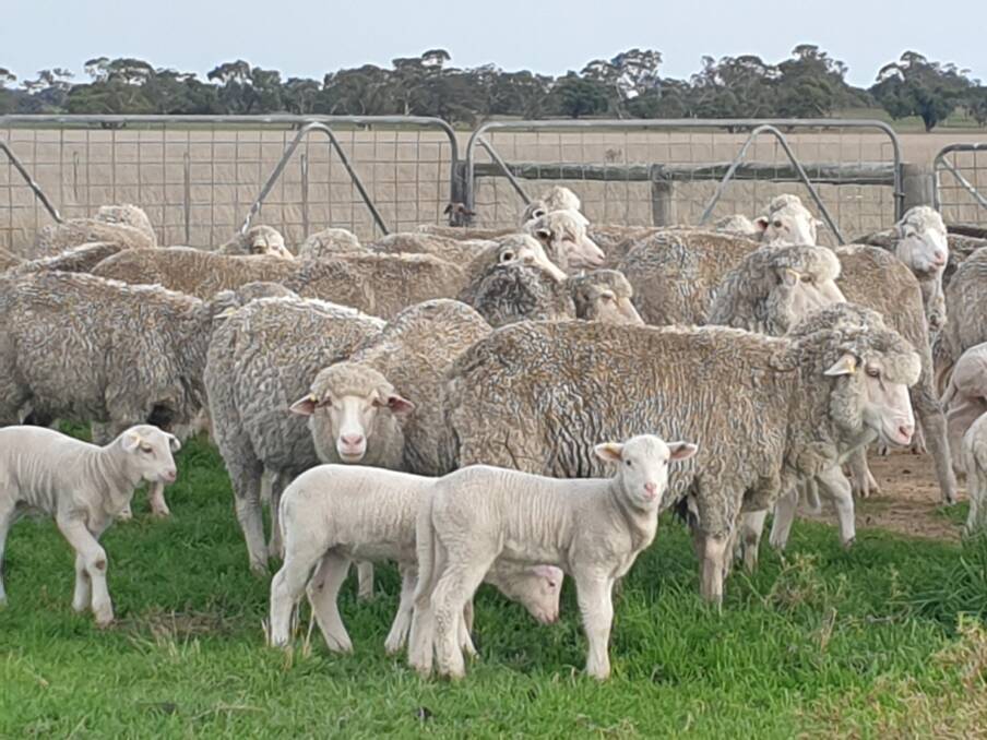 BREED PROJECT: Young lambs born in June as part of the Australian White Suffolk Association's eating quality satellite flock. 