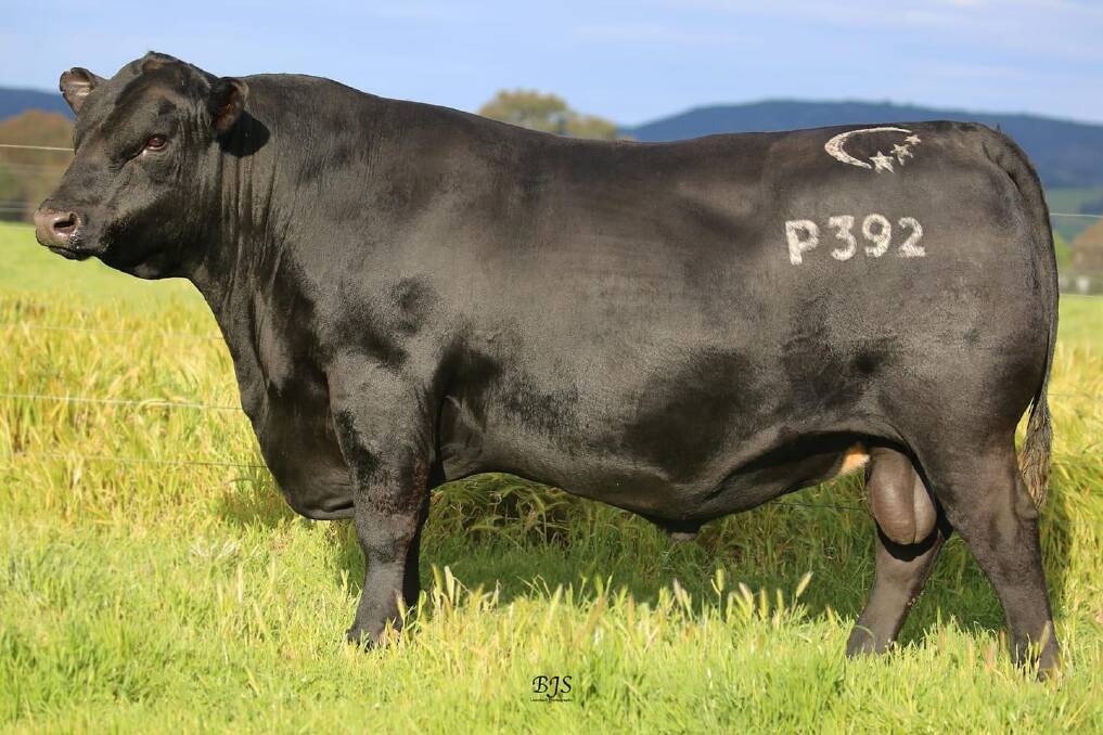 STUD SIRE: Clunie Range Plantation,a Baldridge Beast Mode son that's known for his combination of outstanding phenotype and exceptional EBVs, particularly for fat cover and intramuscular fat. 