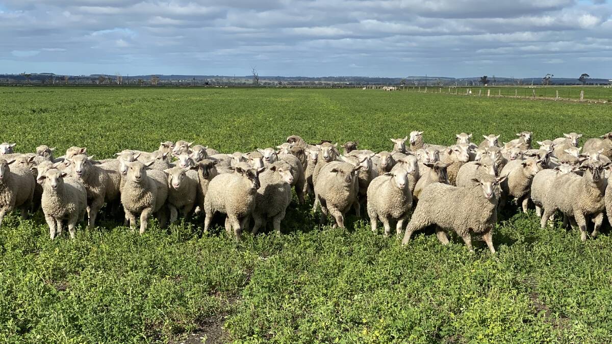 Early nutrition enables fast lamb growth at Akeringa