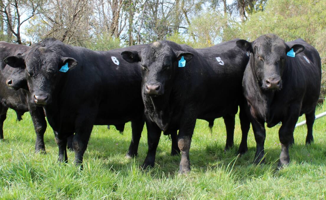 Confidence has lifted heading into autumn bull sales, and buyers should look at this year as an opportunity to replenish bull stocks, with exceptional genetics available at lower prices than 2023. Picture supplied