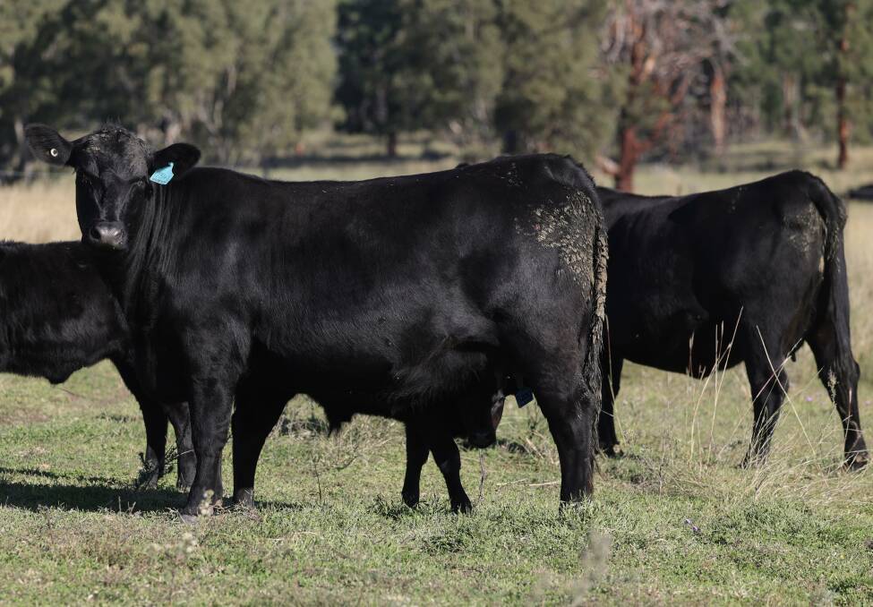 FEMALE STRENGTH: The successful Clunie Range breeding program is thanks to the strength of the females in the herd, which are run under commercial conditions and expected to perform, year in, year out. 