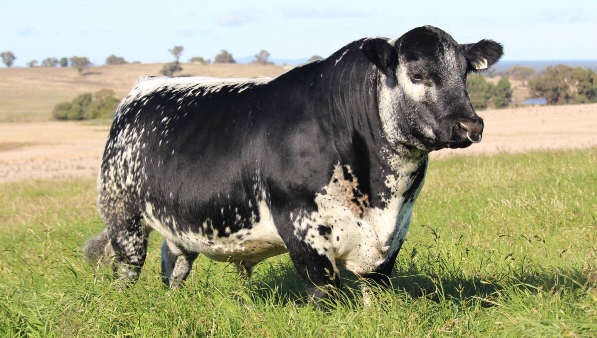 Wellerlou M25 Monte S38, the only Australian Speckle Park bull to have sold global semen rights. Tim Weller expects more of these sales as demand for Australian semen increases. Picture supplied