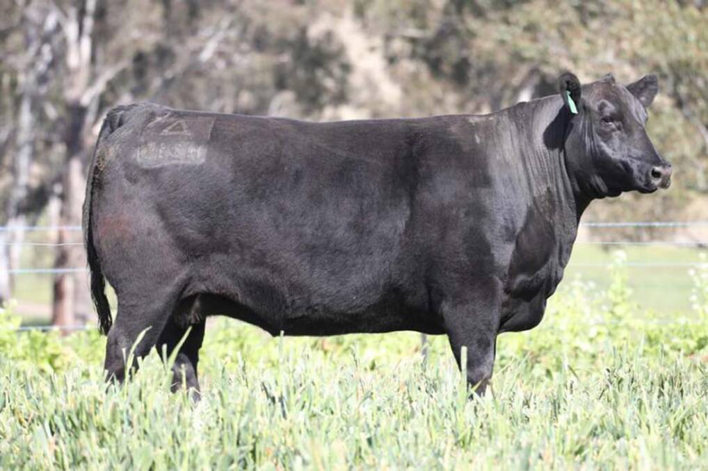 LOT 14: Jean H215, dam to Newsflash, who sold to Bannaby Angus for $24,000 in 2018, is the pillar of Ben Nevis stud's modern herd.