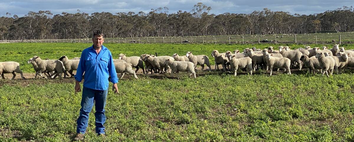CONSISTENT LINE: Dave Charlick, with second-cross lambs at Akeringa, Padthaway, has improved his sheep management with split weaning. 