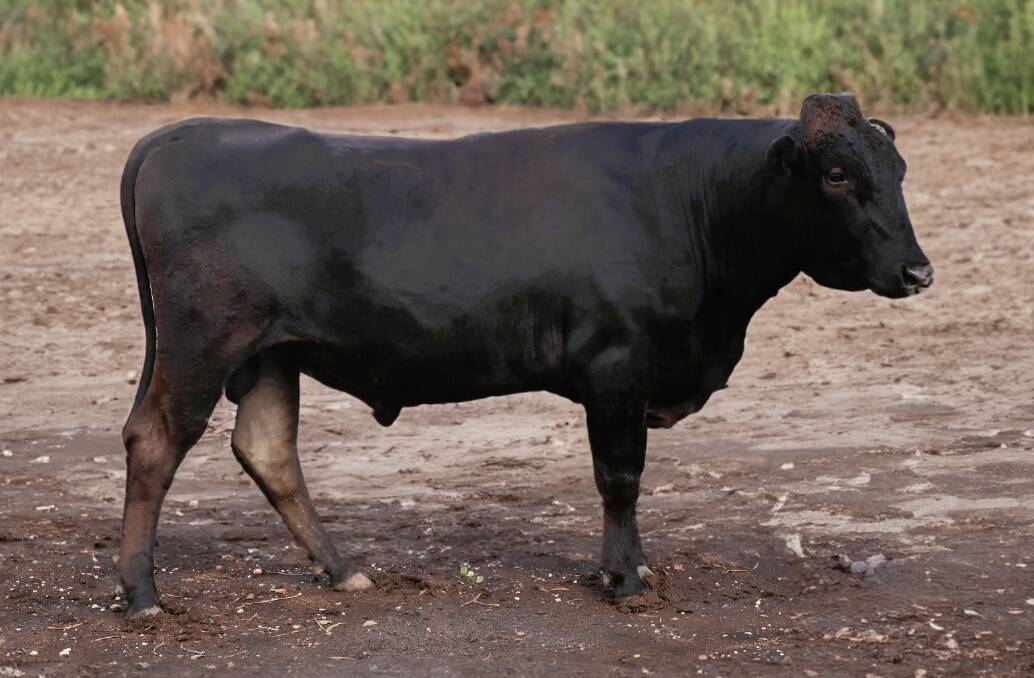 Ausgyu Itoshigezurudoi GNJFS2022, lot 13 in the AWA Elite Wagyu Sale, is the first bull to be publicly offered by the team at Chiconi Grazing. Picture supplied