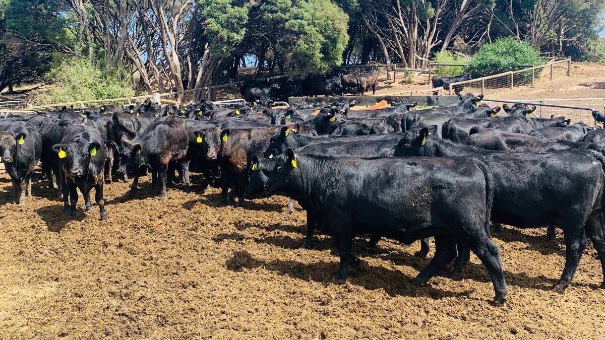 HIGH QUALITY: The Ellis family have been using Glatz Black Angus genetics for the past five years with a focus on breeding fertile, productive cattle.