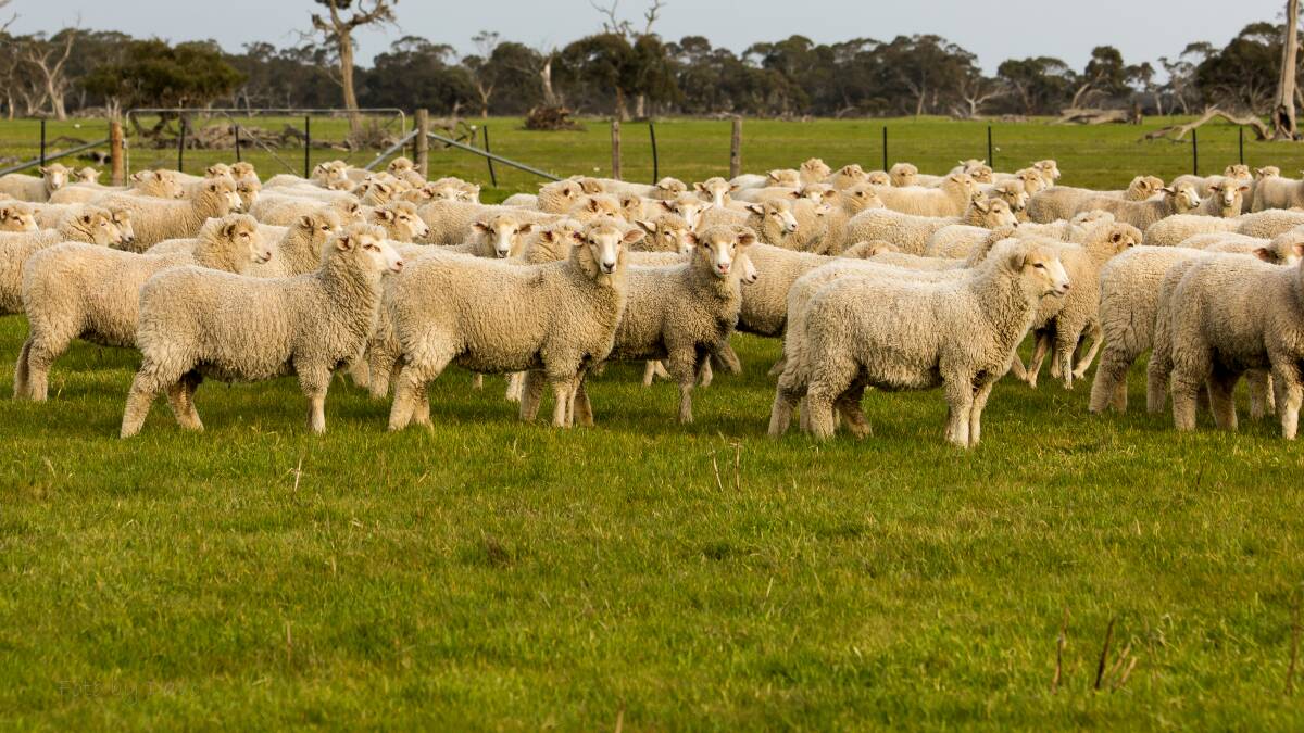 Meeting demand for first-cross ewes