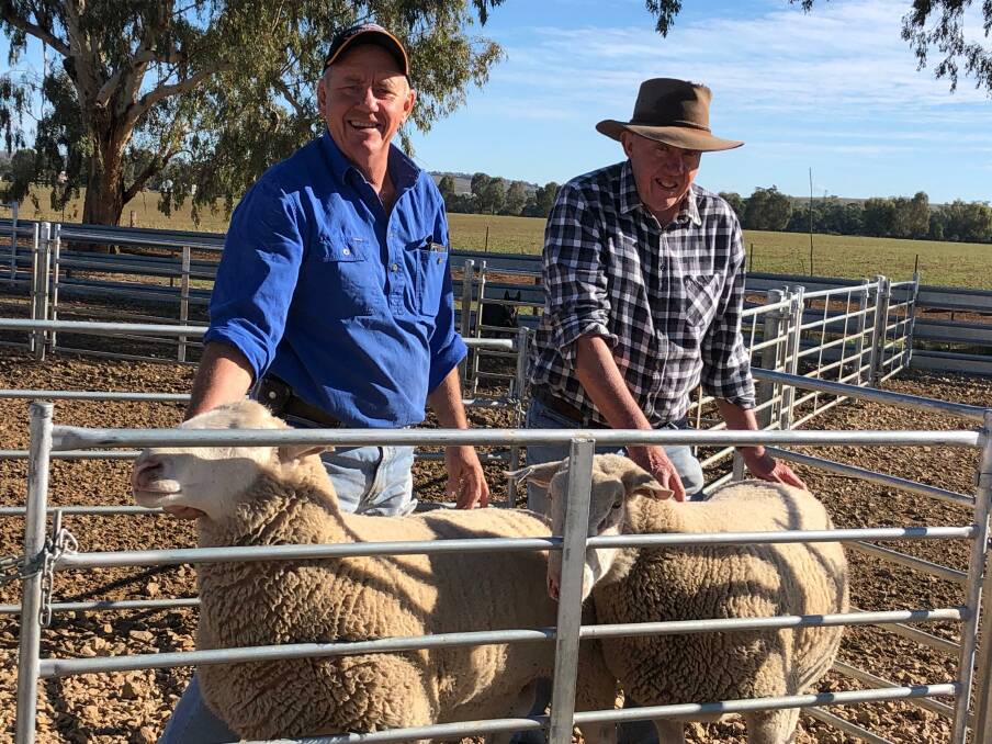 DOING THE JOB: Michael and John Payten with some of their White Suffolk rams.