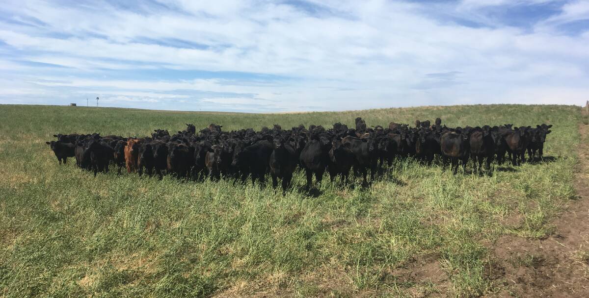 GRASS-FED CATTLE: The Cowans are able to maintain good ground cover by using rotational grazing and improving pastures with multi-species crops.