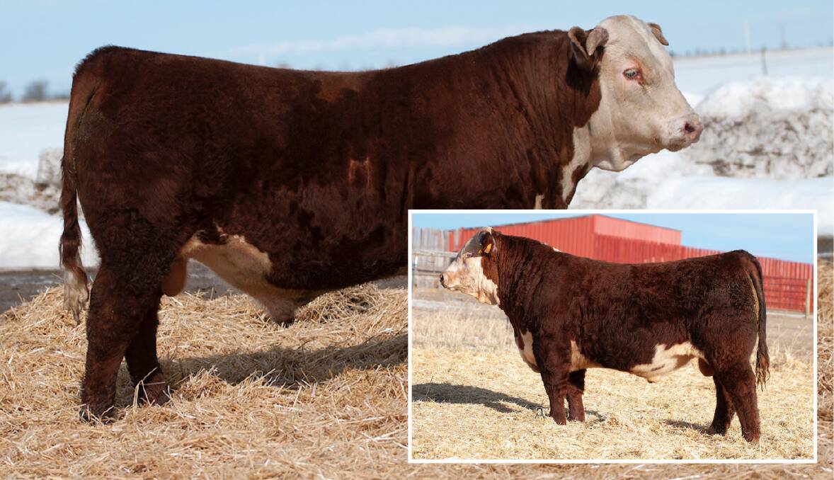 STUD SIRES: Two of the Holden Herefords sires used in the Ironbark Hereford stud. Pictured are HH Advance 7076E, and inset, HH Advance 8076.