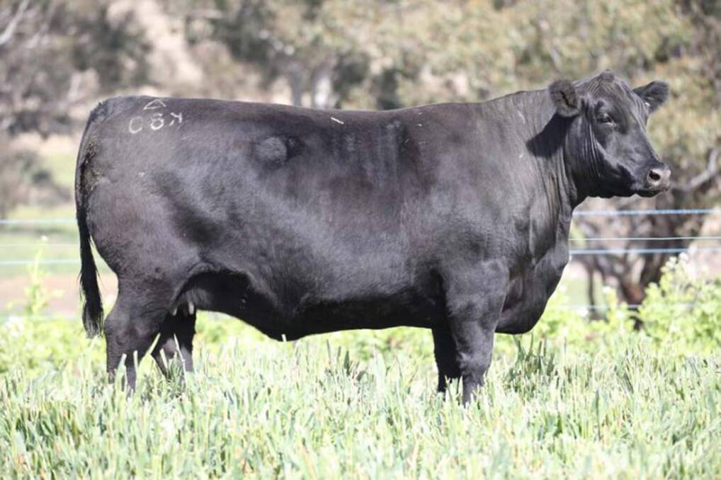 LOT 15: Ben Nevis Jean K80 was the dam of the $32,000 Metamorphic who sold to an Australian and NZ syndicate.