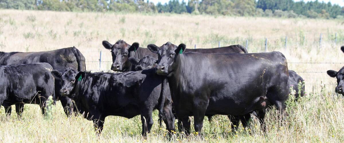 RARE OPPORTUNITY: The Ben Nevis Angus cow sale on October 13 includes some of the stud's leading genetics, with all females from the F,G,H,J,K and L years on offer.