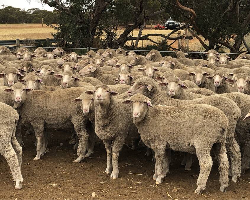 WELL-NOURISHED WOOL: Kamora Netley Park's goal is to produce Poll Merinos which can thrive in any environment.