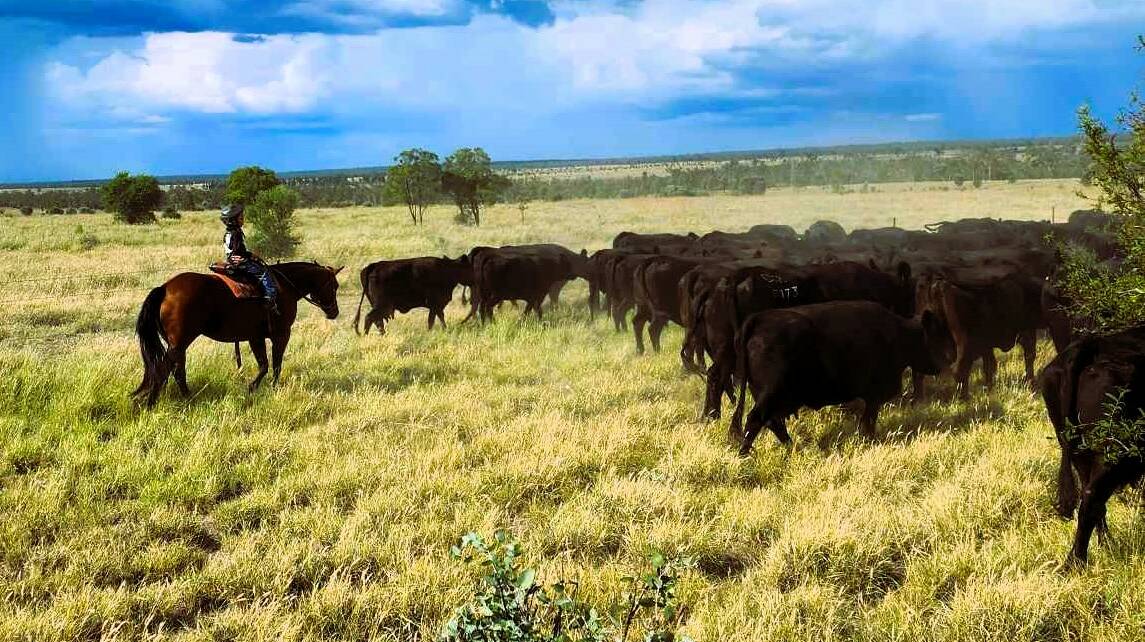 The Chiconi family's Ausgyu Wagyu herd is focused on good growth and milk production, as well as carcase weight, marbling and eye muscle area. Picture supplied