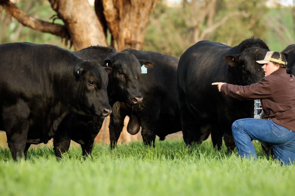 FAMILY OPERATION: Rohan Guest with some of the Clunie Range bulls. The Guest family has built the stud over the past 40 years with a client focus. 