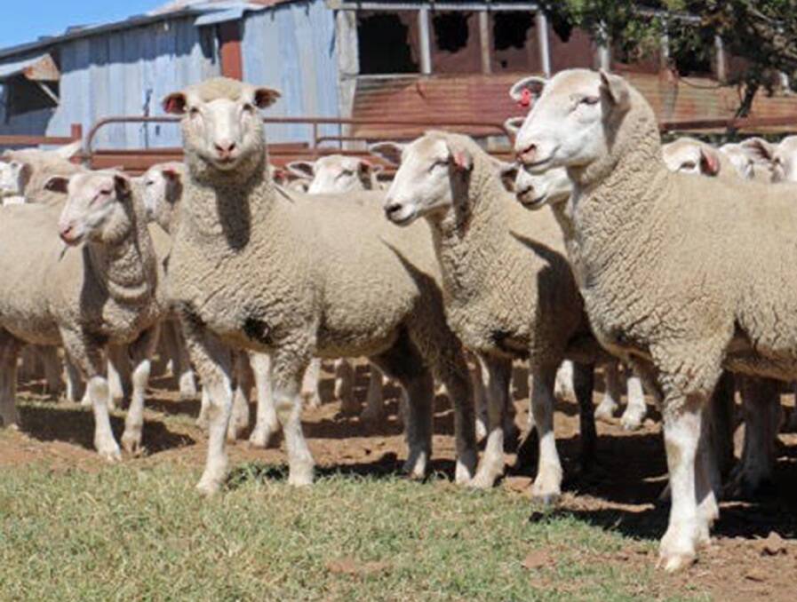 GROWTH: White Suffolk lambs finish quickly to meet market specifications.
