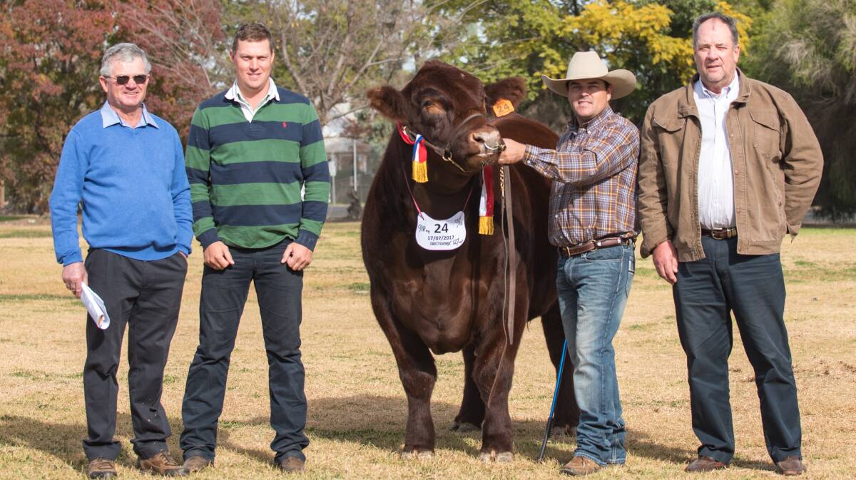 The $44,000 sale-topper and grand champion Sprys Extra Special with breeders Gerald Spry, Wagga Wagga, (left) and David Spencer, Rutherglen, Vic, (right), buyer Greg Schuller, Outback Shorthorns, Culcairn, and Ash Morris leads.