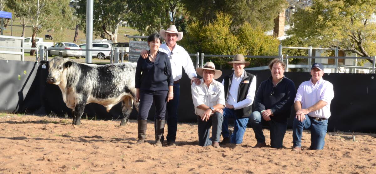 Minnamurra Norton N134 fetched $11,000 top money with breeders and buyers from NSW, Victoria and New Zealand.