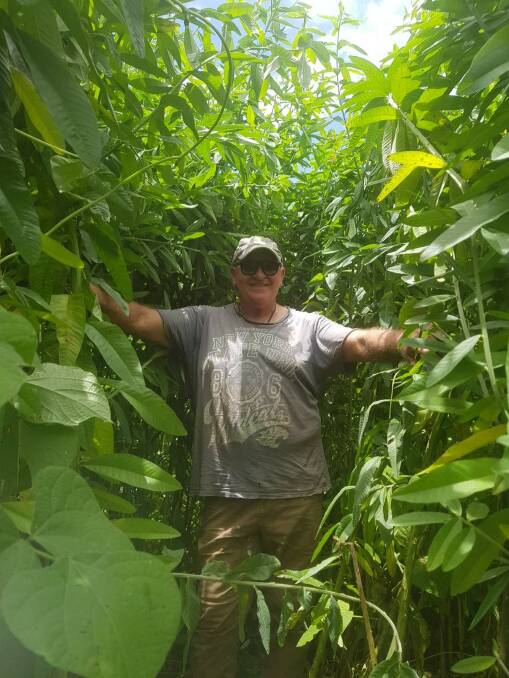 Cane grower Neil Maitland, Aloomba in an abundant crop of sunn hemp which has huge potential as a nitrogen-fixing rotation crop. Picture supplied