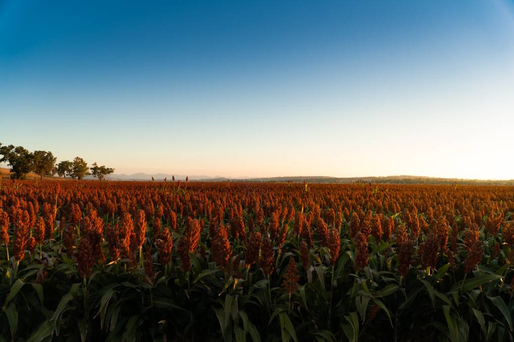 IMPROVED: Farmers have achieved improved productivity in crops treated with Sabel-X in those trials, with a vigour and yield response, including sorghum. Picture: Shutterstock.