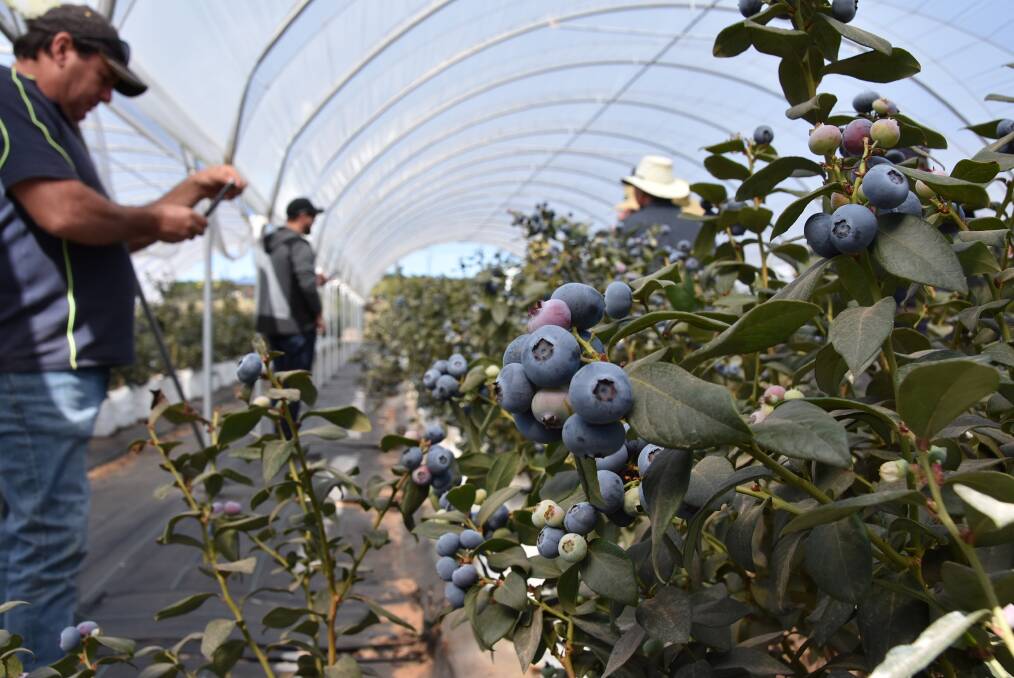 GROWTH: Multikraft currently has about 7500 blueberry plants in production. 