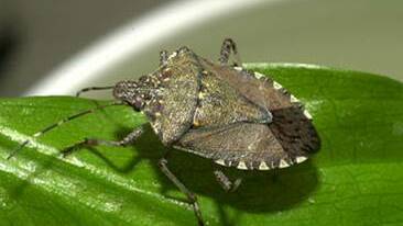 ON GUARD: The brown marmorated stink bug which poses a major threat to Australian agriculture if it ever gets established. 