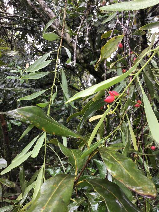 SPREAD: Mistletoe relies on birds to spread its seeds, in particular the Australian mistletoe bird that stems from the flowerpecker family and eats little else.