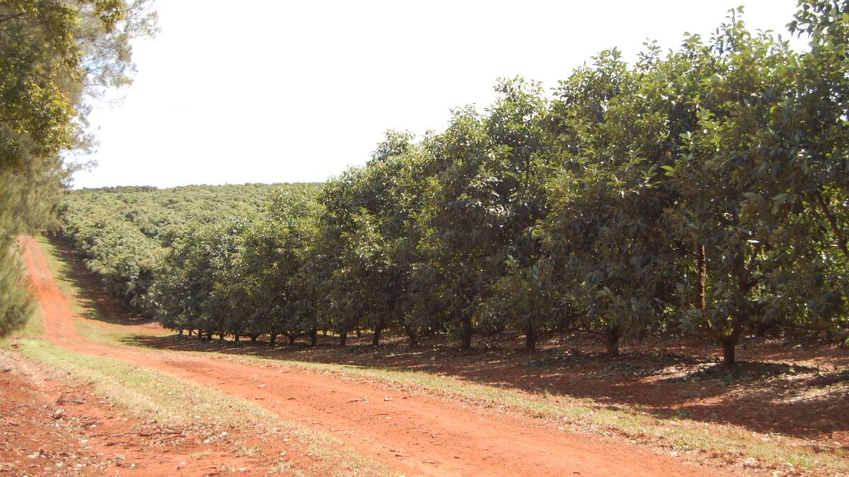 SPRAWLING: The Donovan family's main farms are based in the Isis region of Queensland.