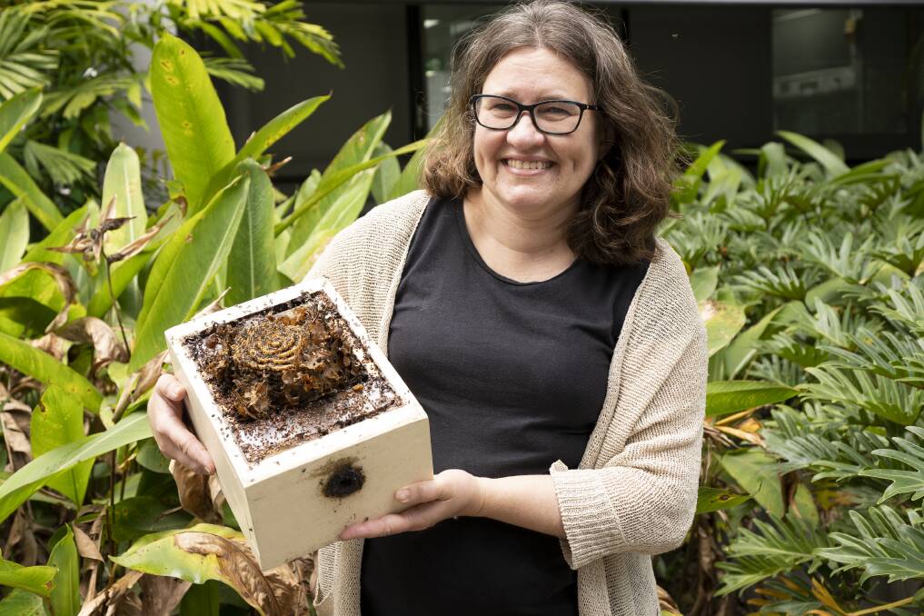 RESEARCH: Dr Natasha Hungerford with a stingless bee hive. Photo: University of Queensland