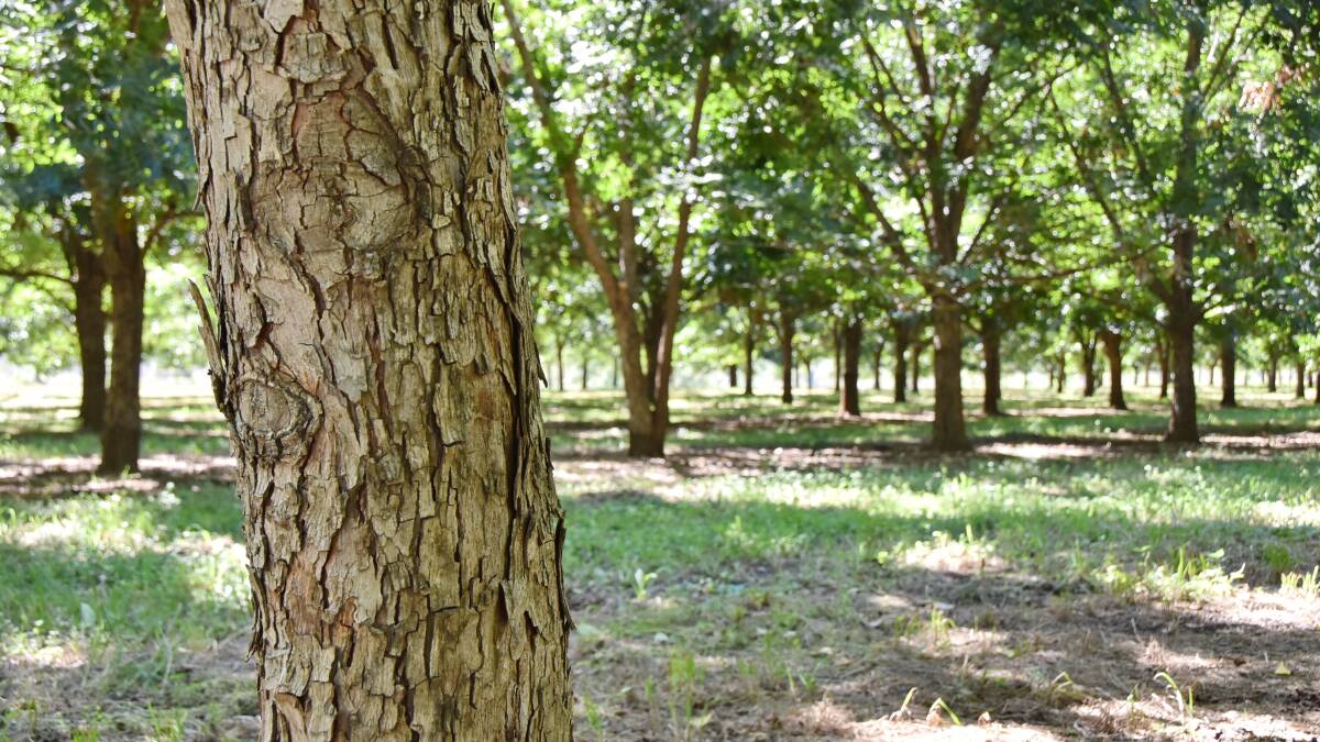 GROWTH: Pecan nut trees have a long lifespan but can start producing about 1kg of nuts per tree after about six years. 