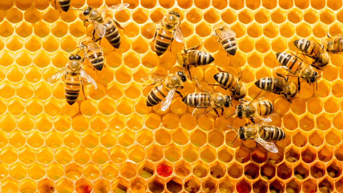 INFO SWARM: Australian bee breeders can take advantage of a national program which is giving feedback on genetic traits. Picture: Shutterstock.