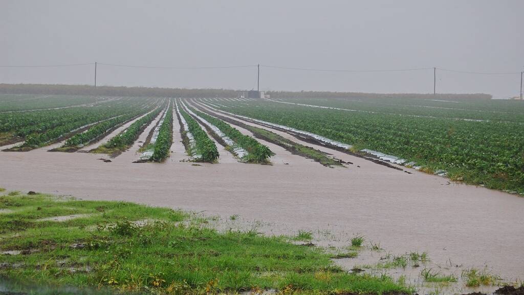 WET FEET: Smallcrops becoming waterlogged on the eastern side of Bundaberg. 