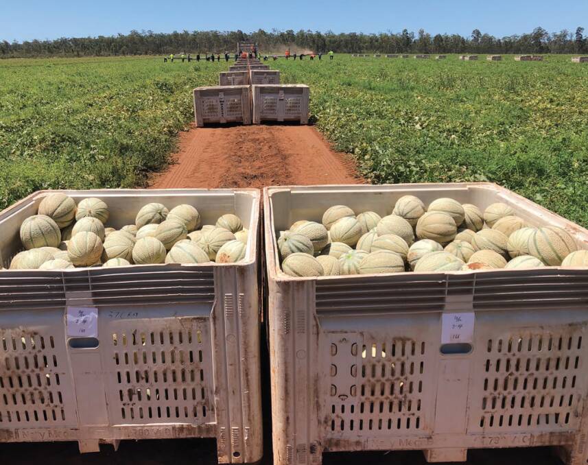 READY: Labelled harvest bins in a melon harvesting operation.