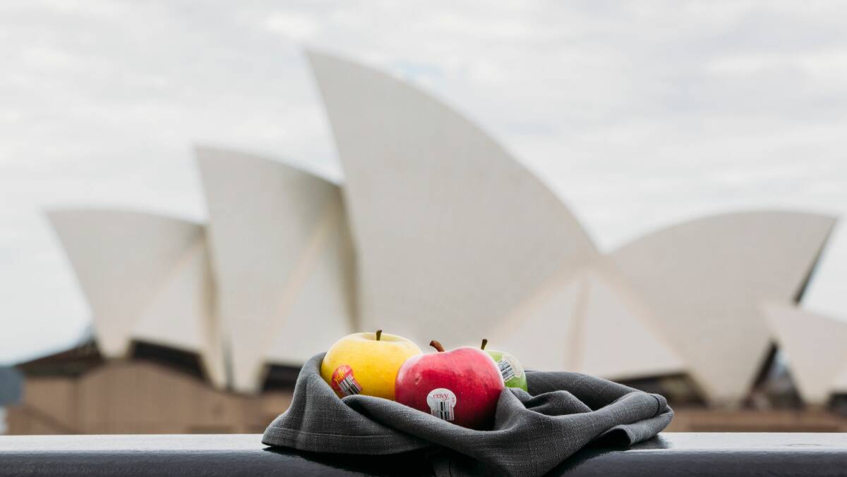 LOCATION: Montague chose Sydney Harbour as the backdrop for the season launch of the Envy apple variety. 