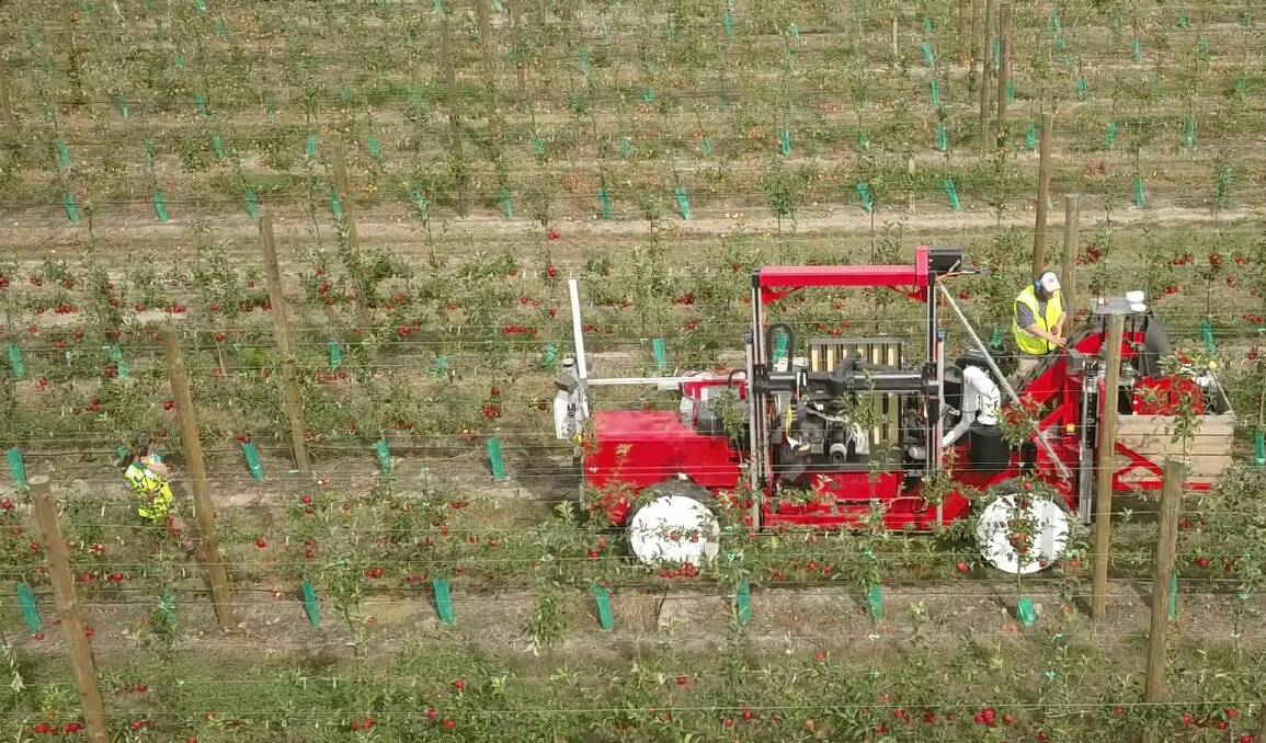 AUTOMATIC: The Abundant Robotics commercial robotic apple harvester at work on a T&G Global orchard in New Zealand. 