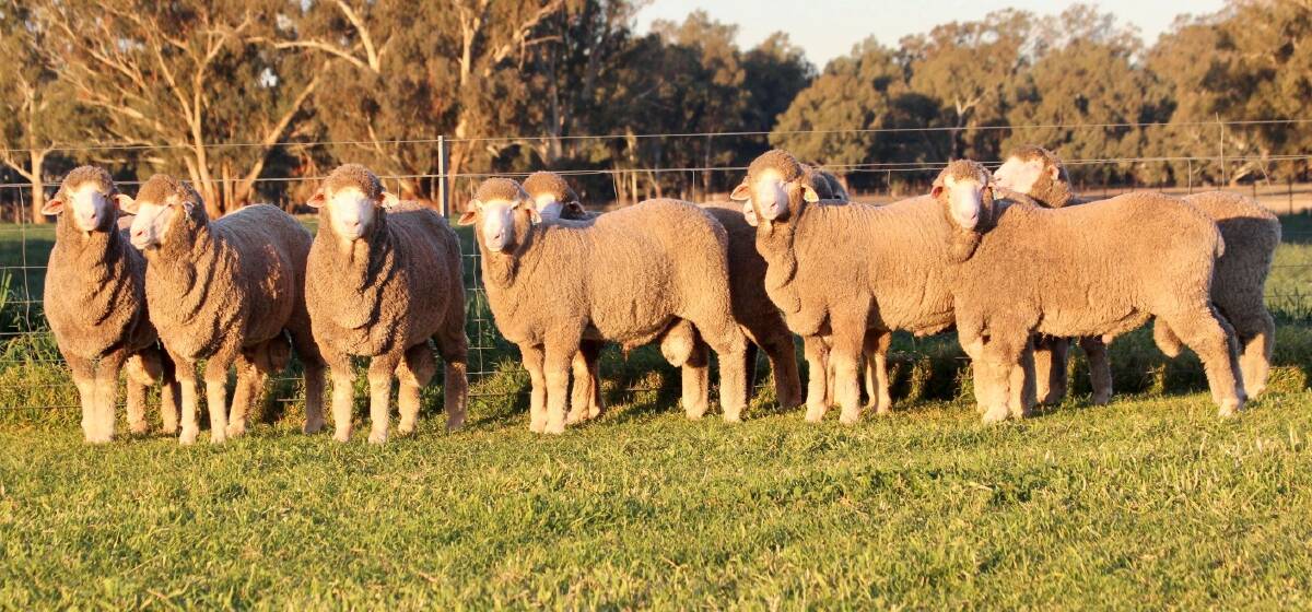 QUALITY: Regarded as the "top of the drop rams" from 2019, this group exhibits the Lachlan Merinos qualities. 