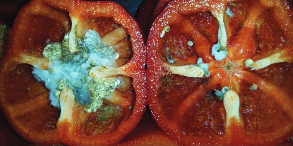 CALL: An example of internal rot within a capsicum. Research is being done to find out the true cause of the problem. 