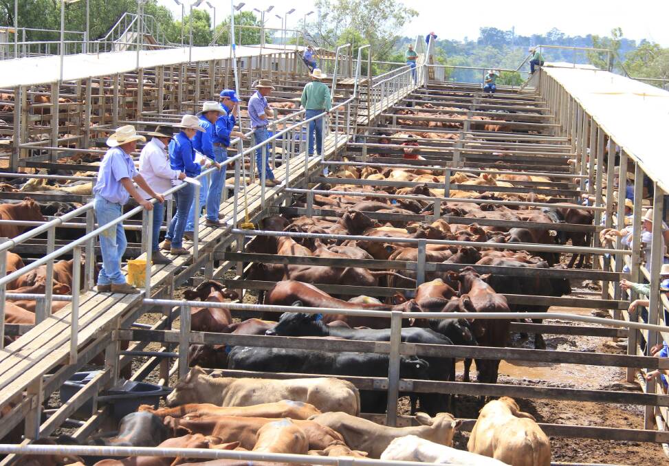 EYCI ISSUES: Lightweight cattle under 200kg are not included in the EYCI calculation, and the A+ format of livestock description is not compatible with the saleyard market reporting system from which the EYCI data is drawn.