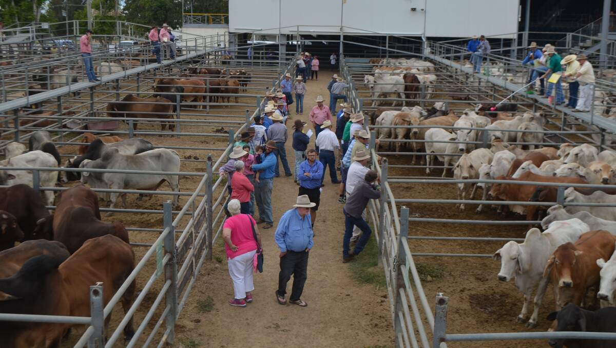 Steers sell to 296c at Charters Towers