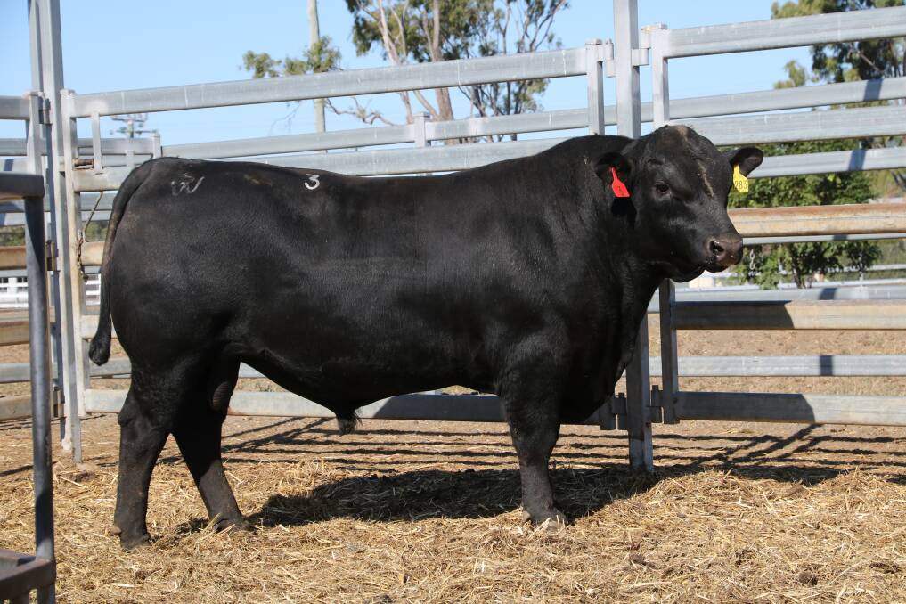BENDING THE GROWTH CURVES: Due to selection pressures, cattle weight to height ratios are increasing. Angus cattle (as well as other breeds) are getting deeper and wider.